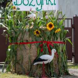 W trakcie dożynek